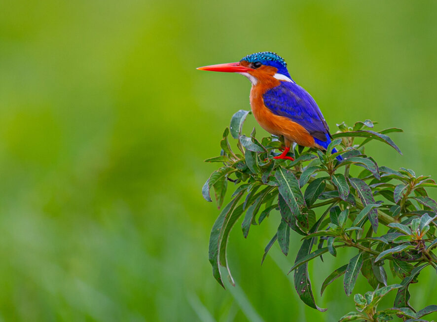 7 Days Uganda Gorilla and Albertine Rift Birding {{brizy_dc_image_alt entityId=