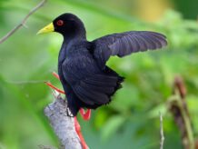 {{brizy_dc_image_alt entityId=