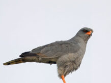 12-Days Easter Uganda Birding Kidepo, Pian Upe, Mt Elgon {{brizy_dc_image_alt entityId=