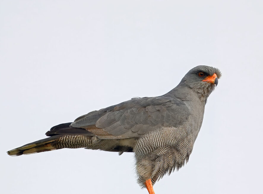 12-Days Easter Uganda Birding Kidepo, Pian Upe, Mt Elgon {{brizy_dc_image_alt entityId=