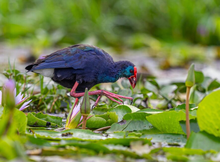 {{brizy_dc_image_alt entityId=