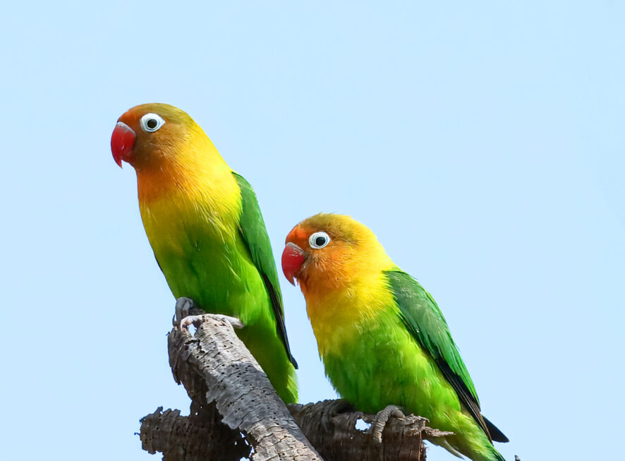 {{brizy_dc_image_alt entityId=