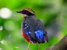 16 Day Uganda Birding & Photography Safari {{brizy_dc_image_alt entityId=