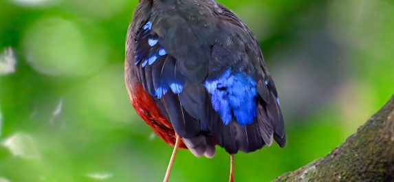 16 Day Uganda Birding & Photography Safari