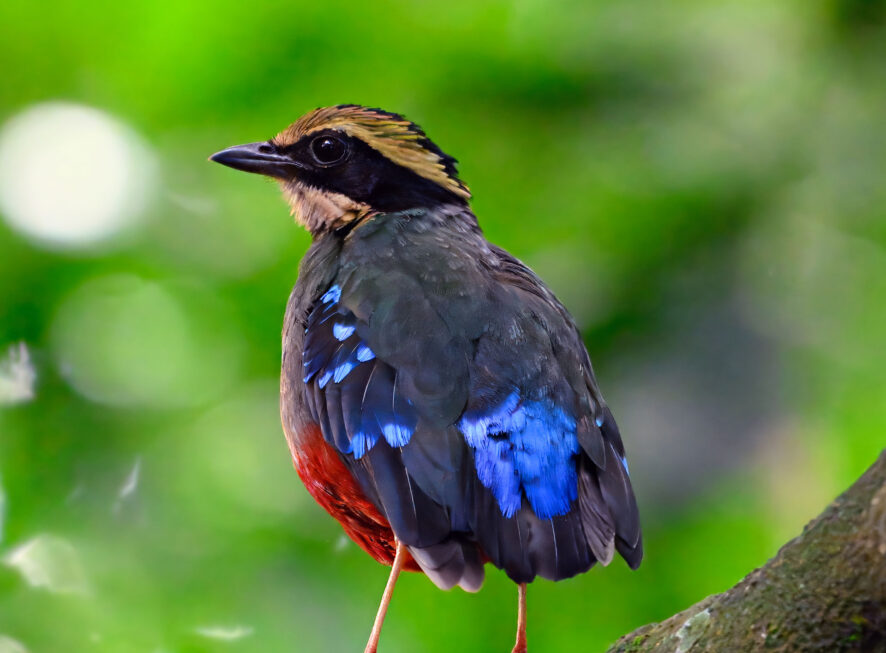 16 Day Uganda Birding & Photography Safari {{brizy_dc_image_alt entityId=