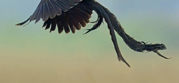 23 Days Kenya Bird watching and Game Drive