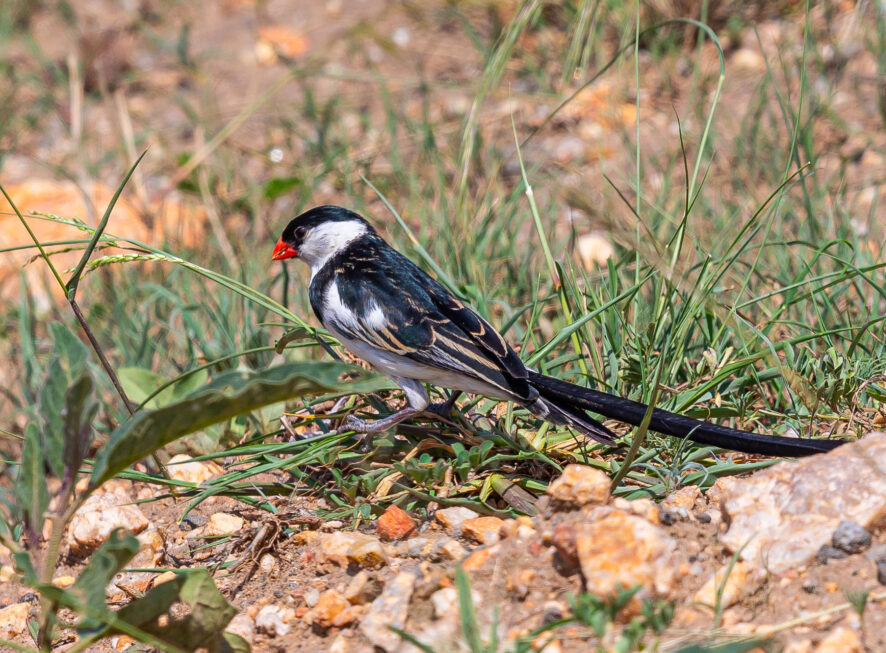8 Day Birding in Uganda {{brizy_dc_image_alt entityId=
